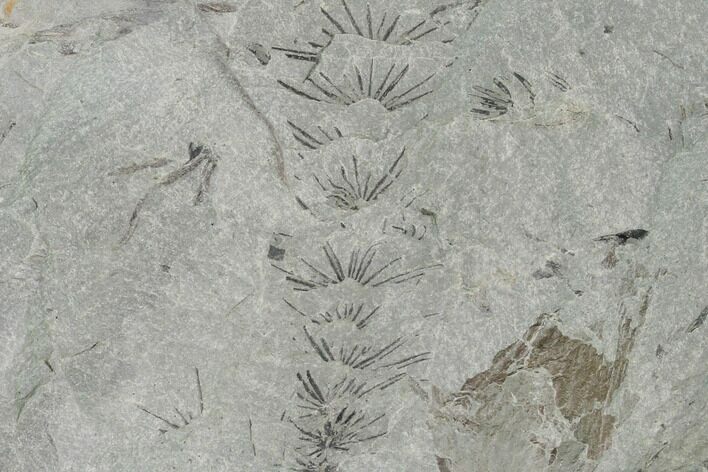 Pennsylvanian Fossil Horsetail (Asterophyllites) Plate - Kentucky #158713